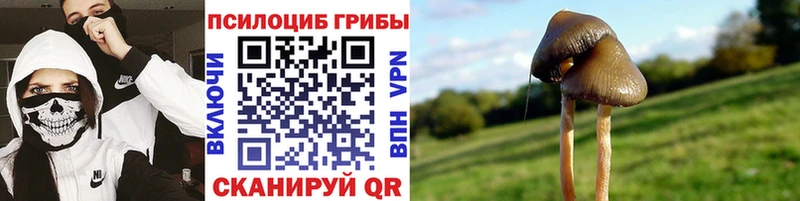 omg   Мурманск  Галлюциногенные грибы мицелий 